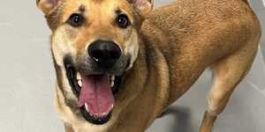 Finn is Available for Adoption