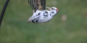 This hairy woodpecker, identified by the size of its bill rather than its plumage, this winter has been an infrequent visitor to a birdfeeder in Campton Township. Credit:  Leslie Martin