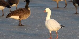 Smaller than most geese, the Ross's goose is an unusual sighting in Kane County.  Photo credits: Gordon Garcia