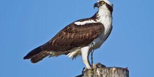 Osprey are currently listed as threatened in Illinois. Photo credit:  Adobe Stock/Lauren Swanson