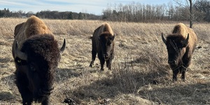 Bison at Burlington Prairie Forest Preserve