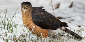 Rodent baits often have unintended consequences, traveling through food chains and accumulating in the bodies of higher-level consumers like the Cooper's Hawk. 