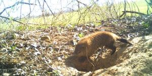 Trail cam photo courtesy of Forest Preserve District of Kane County