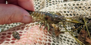 With big claws and an attitude to match, the rusty crayfish was brought to Illinois intentionally for use as fishing bait. It then hitched around in bait buckets throughout the Upper Midwest, displacing native species along the way.