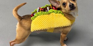 https://kcc.kanecountyil.gov/KCC/PublishingImages/Logan%20taco.jpg