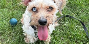 Meet Louie