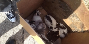 On a sunny day in April 2014, persons unknown left this box of bunnies at Ferson Creek Fen in St. Charles. 