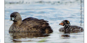 Pied-Billed Grebes