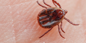 Ticks can carry Lyme disease.