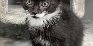 Meet Tuba, who was recently adopted. 