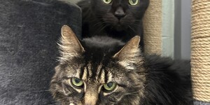  KCAC's Adorable, Adoptable Pet of the Week is written by Tecla Metzel of Kane County Animal Control.