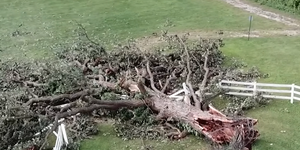 Estimated to be over 350 years old, the tree had long been a cherished landmark